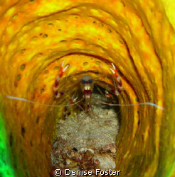 Shrimp in tube taken with no external strobe or special l... by Denise Foster 